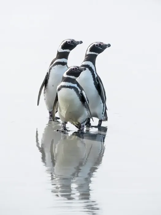 Framed Print : Falkland Islands. Three Magellanic penguins stand on the wet beach with a reflection Framed Print : Falkland Islands. Three Magellanic penguins stand on the wet beach with a reflection