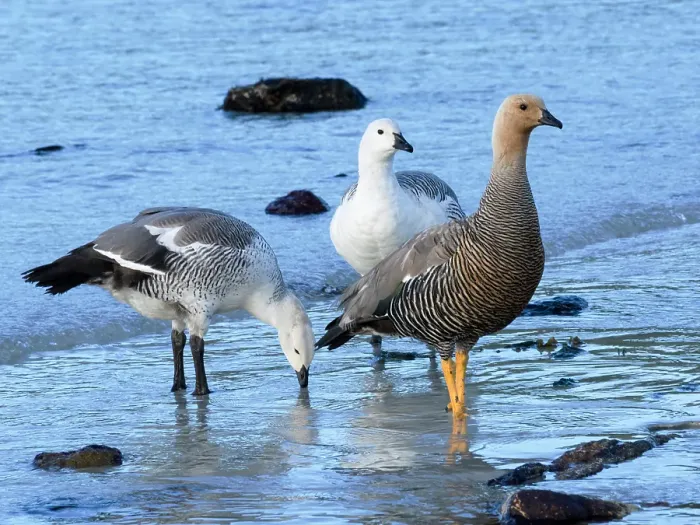 Framed Print : Falkland Islands. Two male upland geese stand with a female along the shoreline Framed Print : Falkland Islands. Two male upland geese stand with a female along the shoreline