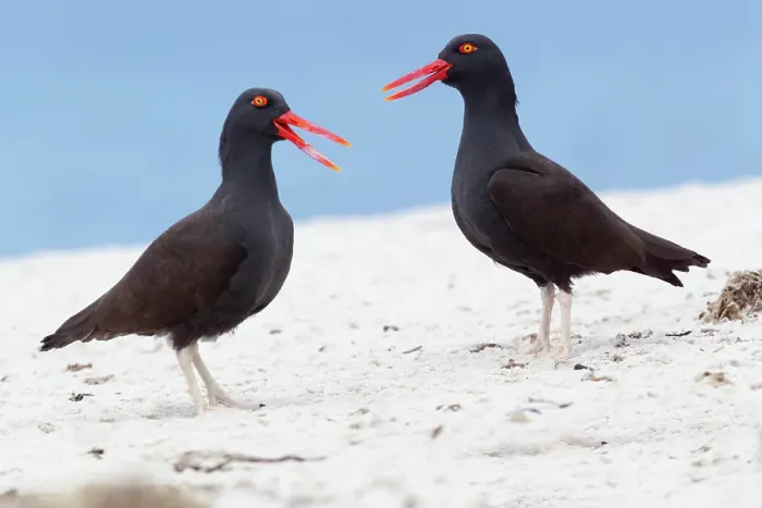 Framed Print : Falkland Islands. A pair of blackish oystercatchers vocalize with one another on the white beach Framed Print : Falkland Islands. A pair of blackish oystercatchers vocalize with one another on the white beach