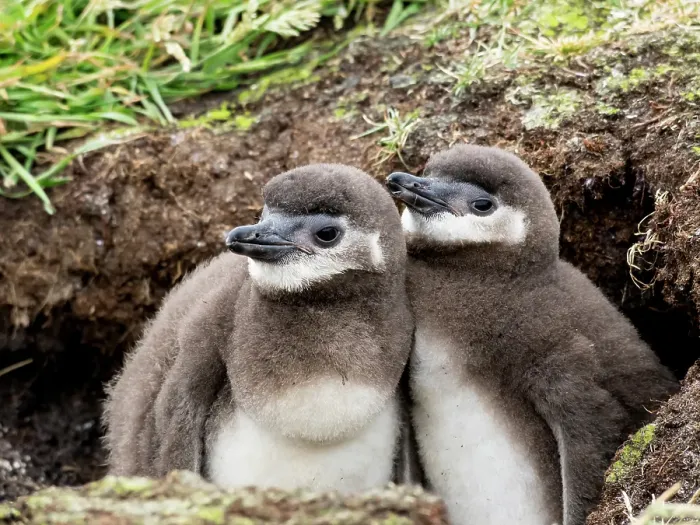 Framed Print : Falkland Islands. A pair of Magellanic penguin chicks stand at the entrance to their burrow
