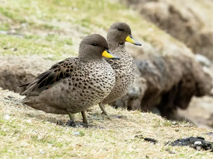 Framed Print : Falkland Islands. A pair of yellow-billed teal sit on the edge of the bank near the shore Framed Print : Falkland Islands. A pair of yellow-billed teal sit on the edge of the bank near the shore