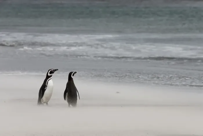 Framed Print : Falkland Islands. Two penguins stand on the windswept beach with its blowing sand