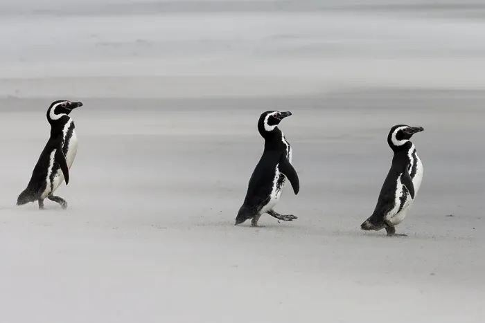 Framed Print : Falkland Islands. Three penguins walk on the windswept beach with its blowing sand Framed Print : Falkland Islands. Three penguins walk on the windswept beach with its blowing sand