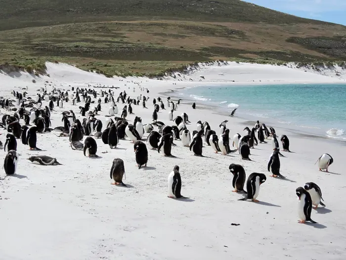 Framed Print : Falkland Islands. Portrait of a gentoo penguin colony on the white sand beach on Carcass Island Framed Print : Falkland Islands. Portrait of a gentoo penguin colony on the white sand beach on Carcass Island