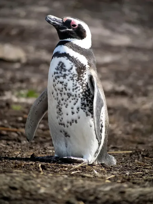 Framed Print : Falkland Islands. Portrait of a Magellanic penguin with its distinctive coloring indicating a pigment disorder Framed Print : Falkland Islands. Portrait of a Magellanic penguin with its distinctive coloring indicating a pigment disorder