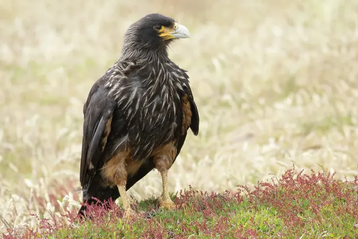 Framed Print : Falkland Islands. Portrait of a striated caracara adult
