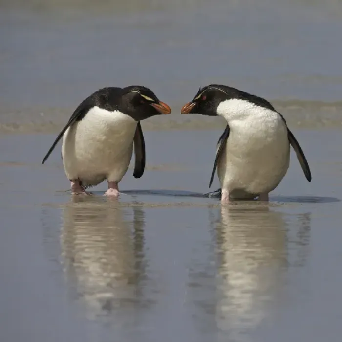 Framed Print : Falkland Islands. Rockhopper penguins on beach Framed Print : Falkland Islands. Rockhopper penguins on beach