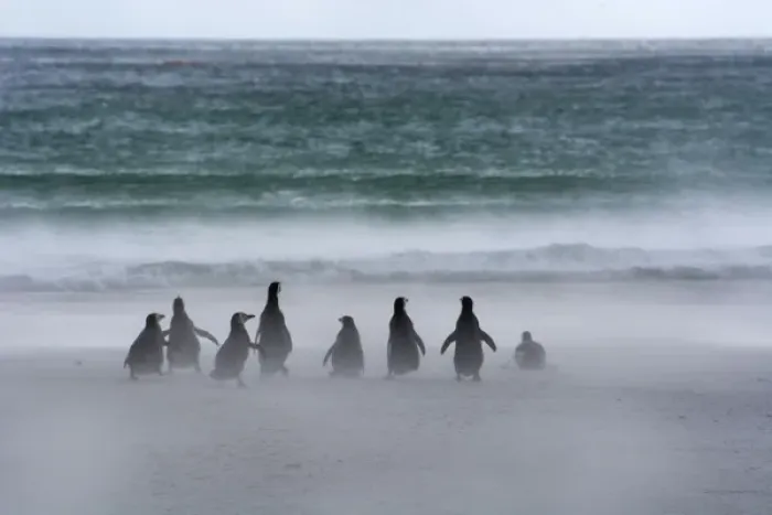 Framed Print : Falkland Islands. Saunders Island. Gentoo penguins (Pygoscelis papua) fight against