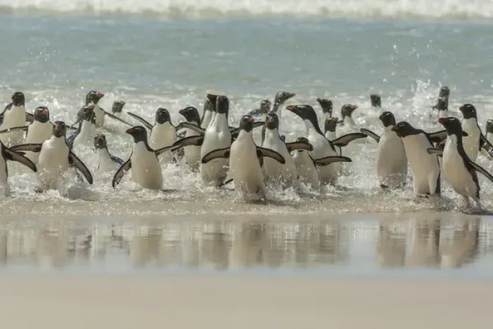 Framed Print : Falkland Islands, Saunders Island. Rockhopper penguins return to beach from ocean Framed Print : Falkland Islands, Saunders Island. Rockhopper penguins return to beach from ocean