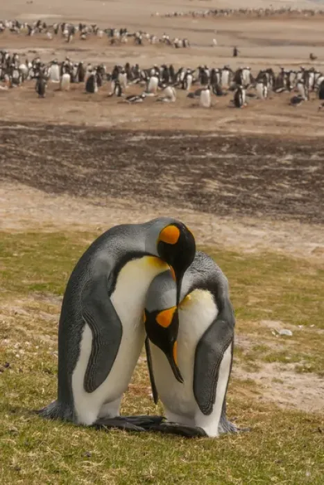 Framed Print : Falkland Islands, Saunders Island. Gentoo penguins and two king penguins preening each other Framed Print : Falkland Islands, Saunders Island. Gentoo penguins and two king penguins preening each other