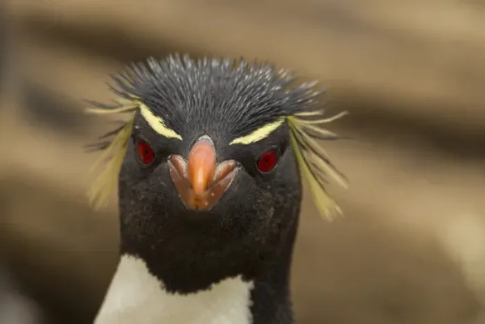 Framed Print : Falkland Islands, Saunders Island. Rockhopper penguin portrait Framed Print : Falkland Islands, Saunders Island. Rockhopper penguin portrait