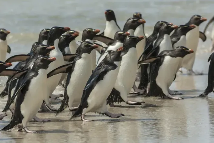 Framed Print : Falkland Islands, Saunders Island. Rockhopper penguins return to beach from ocean Framed Print : Falkland Islands, Saunders Island. Rockhopper penguins return to beach from ocean