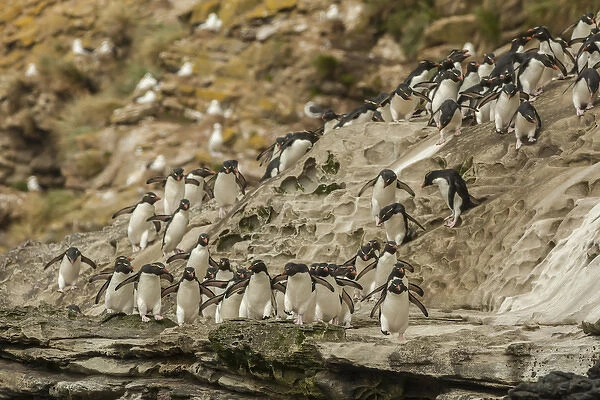 Falkland Islands, Saunders Island. Rockhopper penguins heading for beach. Credit as