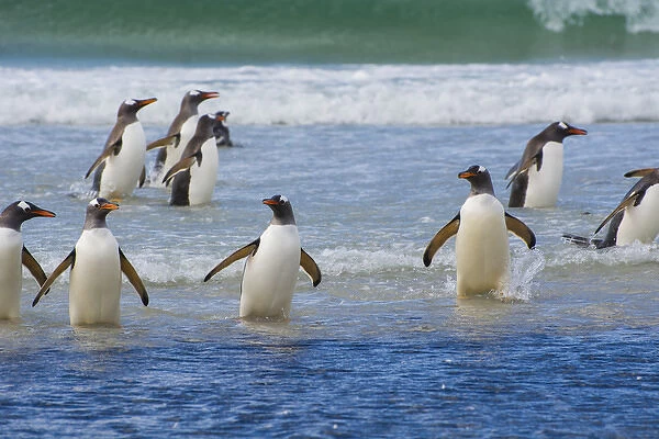 Falkland Islands. Saunders Island. Gentoo penguins (Pygoscelis papua) in the water