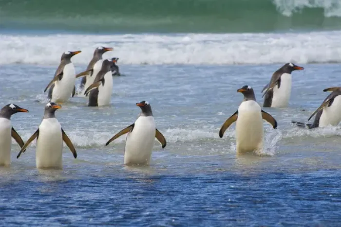 Framed Print : Falkland Islands. Saunders Island. Gentoo penguins (Pygoscelis papua) in the water