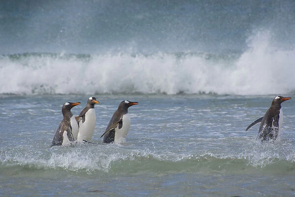 Falkland Islands. Saunders Island. Gentoo penguins (Pygoscelis papua) in the water