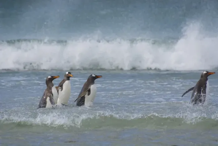 Framed Print : Falkland Islands. Saunders Island. Gentoo penguins (Pygoscelis papua) in the water