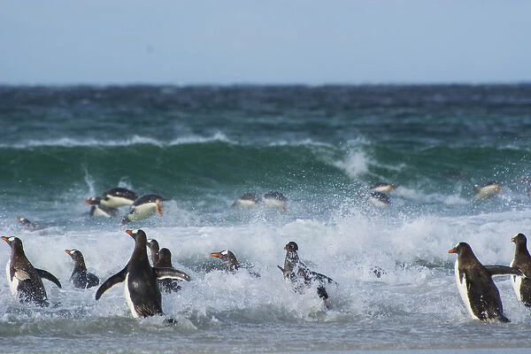 Falkland Islands. Saunders Island. Gentoo penguins (Pygoscelis papua) diving into