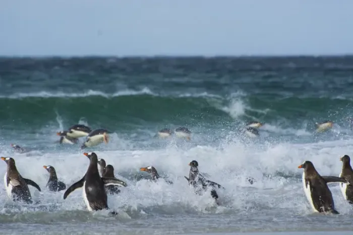 Framed Print : Falkland Islands. Saunders Island. Gentoo penguins (Pygoscelis papua) diving into