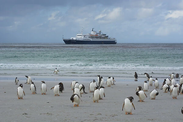 Falkland Islands. Saunders Island. Gentoo penguins (Pygoscelis papua) and a cruise