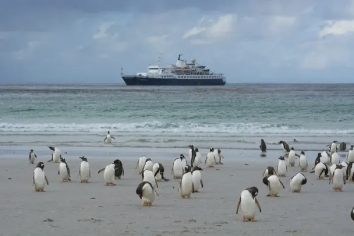 Framed Print : Falkland Islands. Saunders Island. Gentoo penguins (Pygoscelis papua) and a cruise Framed Print : Falkland Islands. Saunders Island. Gentoo penguins (Pygoscelis papua) and a cruise
