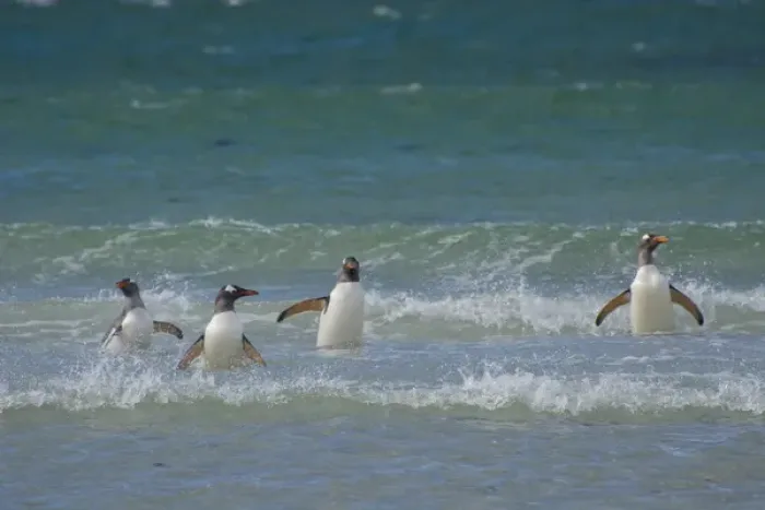 Framed Print : Falkland Islands. Saunders Island. Gentoo penguins (Pygoscelis papua) in the water