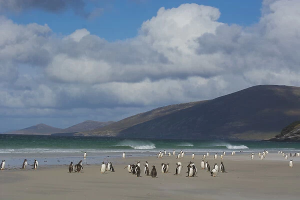 Falkland Islands. Saunders Island. Gentoo penguins (Pygoscelis papua) on the beach