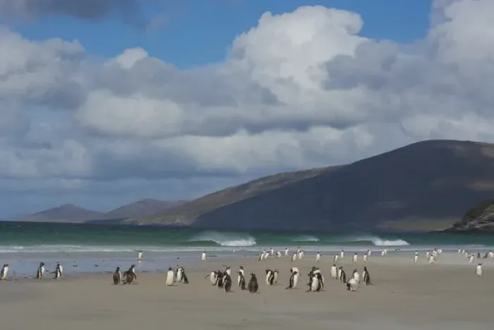 Framed Print : Falkland Islands. Saunders Island. Gentoo penguins (Pygoscelis papua) on the beach