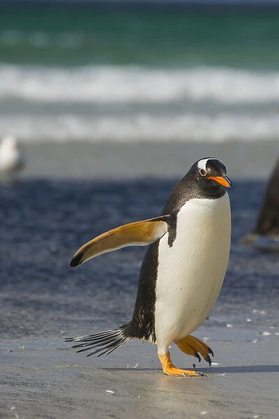 Falkland Islands. Saunders Island. Gentoo penguin (Pygoscelis papua) walking on the beach