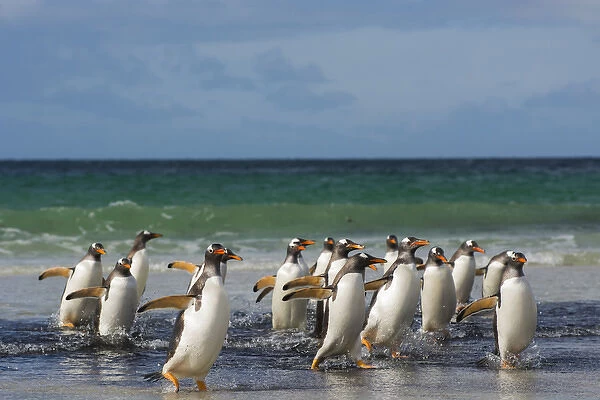 Falkland Islands. Saunders Island. Gentoo penguins (Pygoscelis papua) getting out
