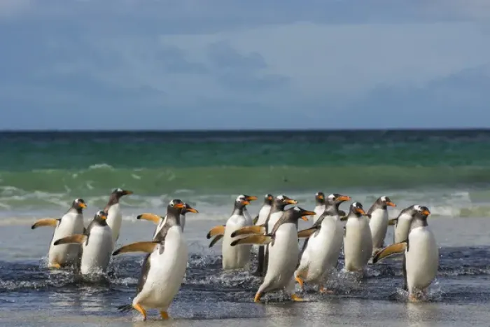 Framed Print : Falkland Islands. Saunders Island. Gentoo penguins (Pygoscelis papua) getting out