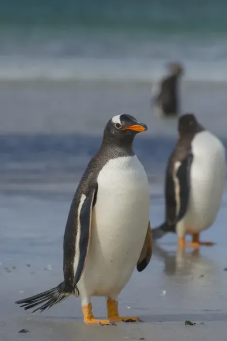 Framed Print : Falkland Islands. Saunders Island. Gentoo penguin (Pygoscelis papua) walking on the beach