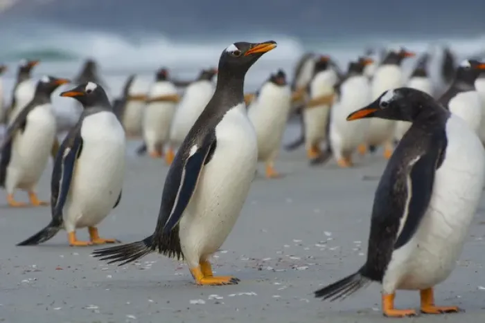 Framed Print : Falkland Islands. Saunders Island. Gentoo penguin (Pygoscelis papua) walking on the beach Framed Print : Falkland Islands. Saunders Island. Gentoo penguin (Pygoscelis papua) walking on the beach