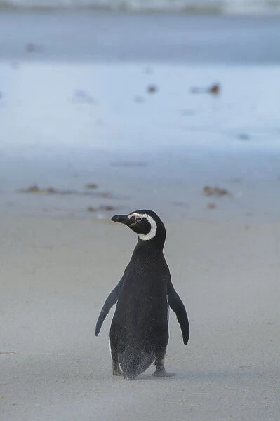 Falkland Islands. Saunders Island. Magellanic penguin (Spheniscus magellanicus)