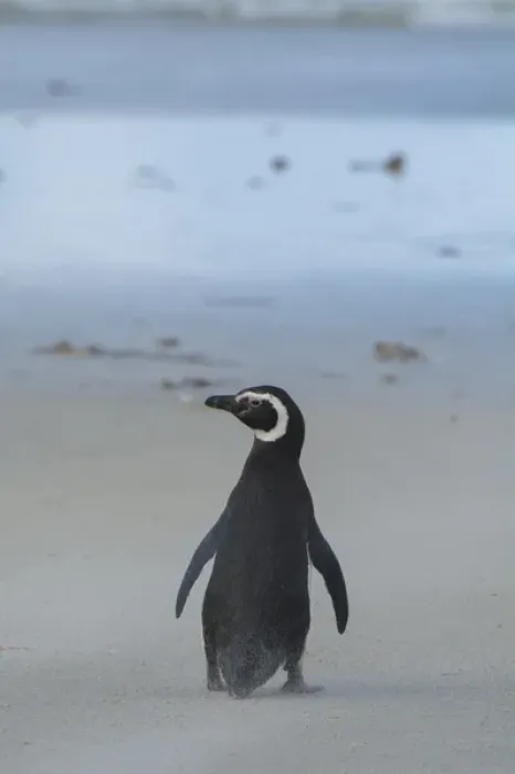 Framed Print : Falkland Islands. Saunders Island. Magellanic penguin (Spheniscus magellanicus)
