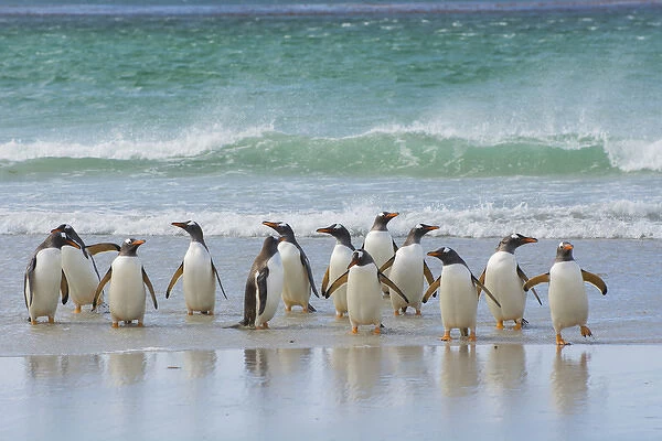 Falkland Islands. Saunders Island. Gentoo penguins (Pygoscelis papua) coming out