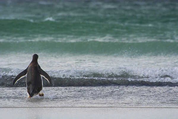 Falkland Islands. Saunders Island. Gentoo penguin (Pygoscelis papua) walking into