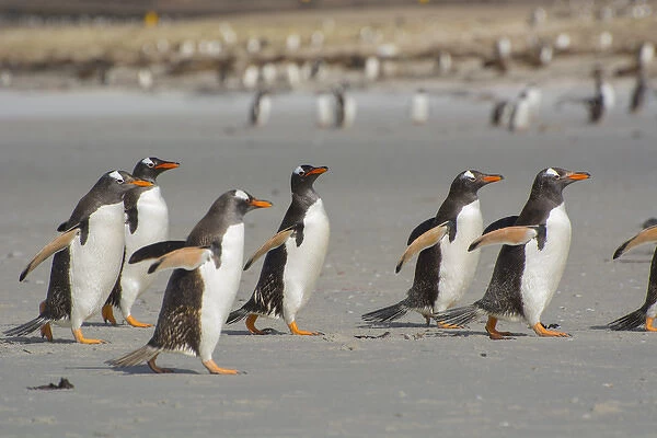 Falkland Islands. Saunders Island. A line of Gentoo penguins (Pygoscelis papua) walking