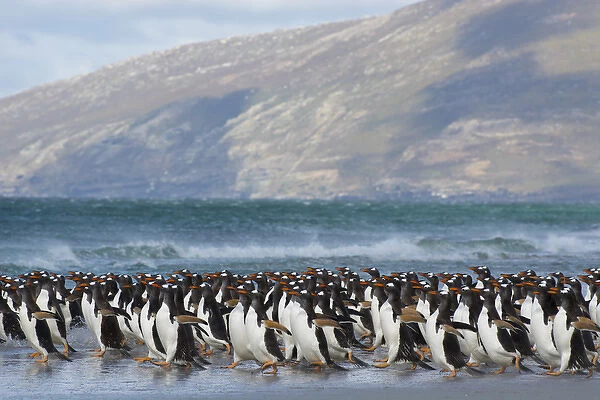 Falkland Islands. Saunders Island. Gentoo penguins (Pygoscelis papua) rushing into