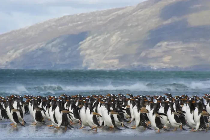 Framed Print : Falkland Islands. Saunders Island. Gentoo penguins (Pygoscelis papua) rushing into