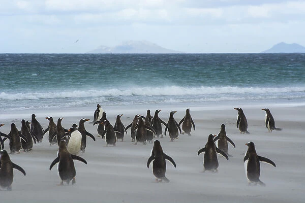 Falkland Islands. Saunders Island. Gentoo penguins (Pygoscelis papua) rush for the