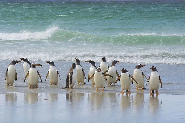 Falkland Islands. Saunders Island. Gentoo penguins (Pygoscelis papua) coming out