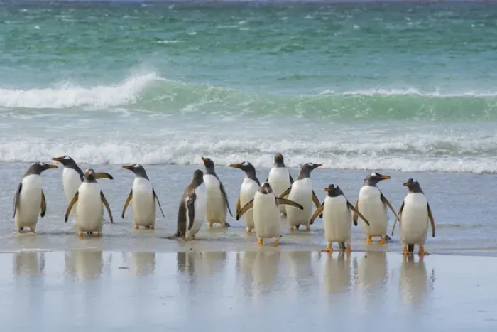 Framed Print : Falkland Islands. Saunders Island. Gentoo penguins (Pygoscelis papua) coming out