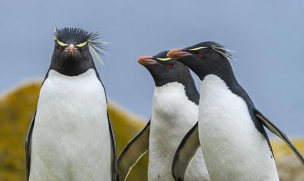Falkland Islands, Saunders Island. Southern rockhopper penguins group portrait