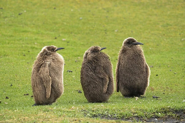 Falkland Islands, Saunders Island. Close-up of king penguin chicks or oakum boys