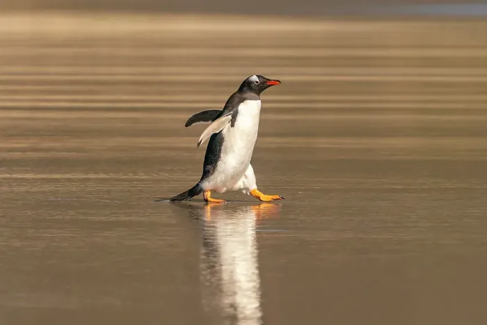 Framed Print : Falkland Islands, Saunders Island. Gentoo penguin walks in shore water. ©Cathy & Gordon Illg  /  Jaynes Gallery  /  DanitaDelimont.com