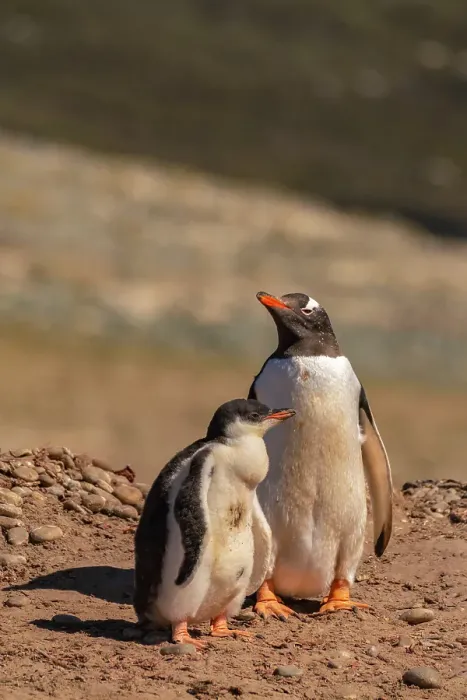 Framed Print : Falkland Islands, Saunders Island. Gentoo penguin and chick. ©Cathy & Gordon Illg / Jaynes Gallery / DanitaDelimont.com Framed Print : Falkland Islands, Saunders Island. Gentoo penguin and chick. ©Cathy & Gordon Illg / Jaynes Gallery / DanitaDelimont.com