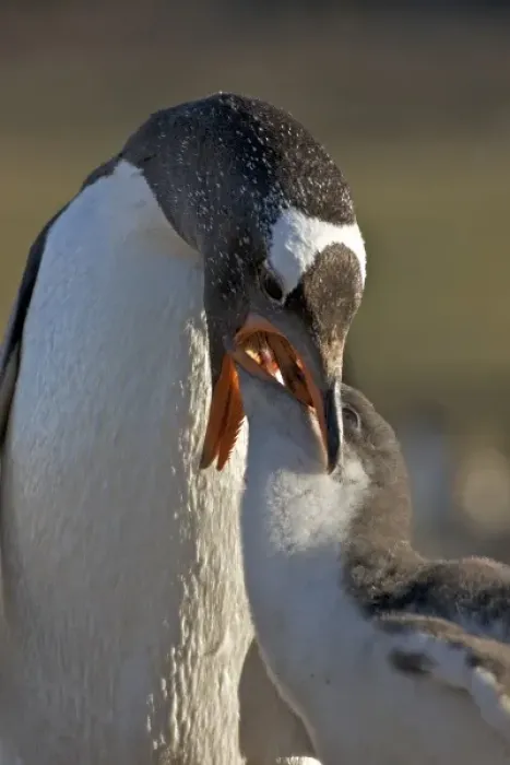 Framed Print : Falkland Islands, Saunders Island. An adult gentoo penguin regurgitates food for its chick Framed Print : Falkland Islands, Saunders Island. An adult gentoo penguin regurgitates food for its chick