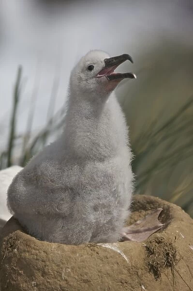 Falkland Islands, Saunders Island. A juvenile albatross calls from atop its nest