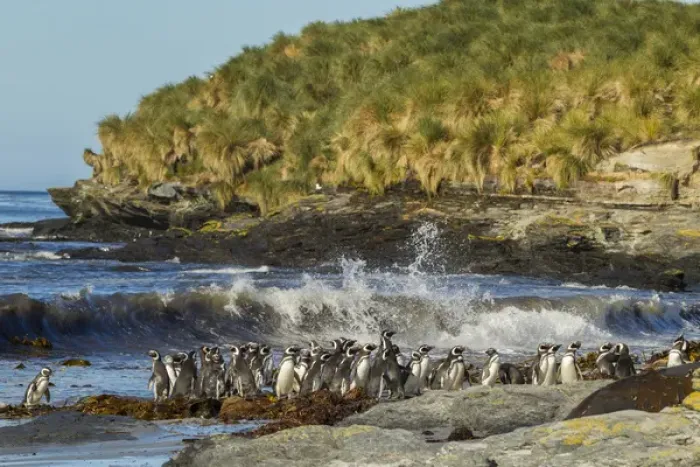 Framed Print : Falkland Islands, Sea Lion Island. Magellanic penguins and surf